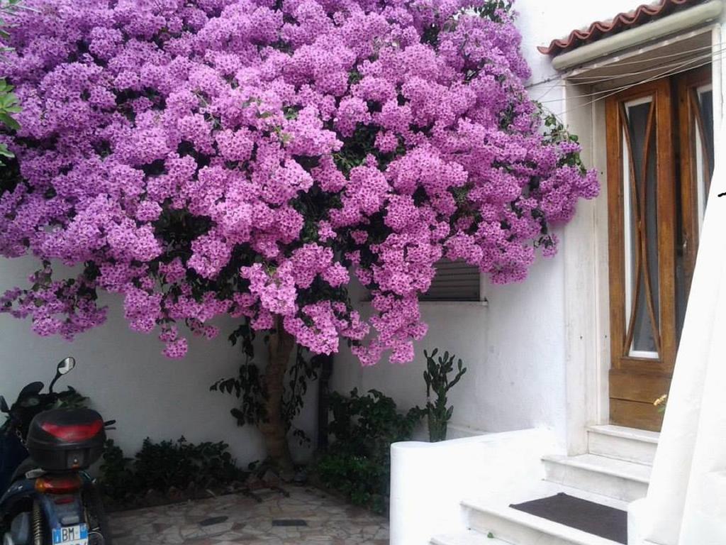 Villa Lea Viareggio Habitación foto